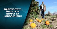 Narenciye’yi önce don sonra da lodos vurdu