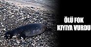 Ölü Akdeniz foku karaya vurdu