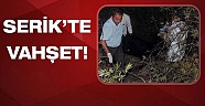 Ormanda kadın cesedi bulundu