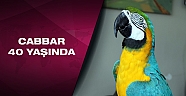 Özal’ın papağanına 40. yaş kutlaması