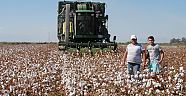 Pamuk işçisi tarladan çekildi  ürünler makineyle toplanıyor
