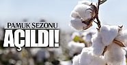 Pamuk sezonu açıldı 