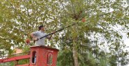Parklarda kış bakımı