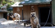 Pitbullara rehabilitasyon