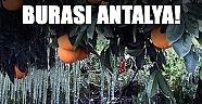 Portakallar buz tuttu!
