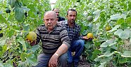 Sera kavununda hasat başladı