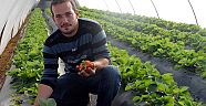 Sezonun ilk çileği 28 liraya satıldı  