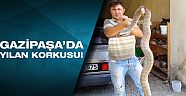 Sıcak ile birlikte Gazipaşa'da yılanlar da arttı!