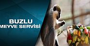 Sıcaktan bunalan hayvanlara buzlu meyve servisi