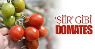 'Şiir' gibi domates