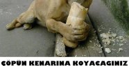 Sokak hayvanları Sahiplendiriliyor