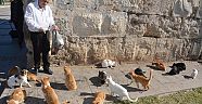Sokak kedilerini besliyor