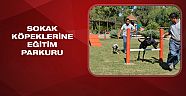 Sokak köpeklerine eğitim parkuru