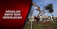 Sökülecek ağaçlar EXPO alanına taşınacak