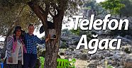 Telefon ağacı 