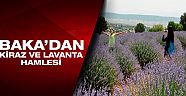 Turistler, lavanta ve kiraz toplamak için geliyor