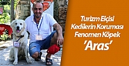 Turizm elçisi kedilerin koruması fenomen köpek ’Aras’