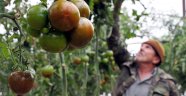 Üreticilerin gözdesi “Kumato domates”