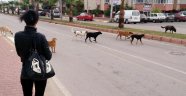 Varsak bölgesi sokak köpeklerinin mekanı oldu