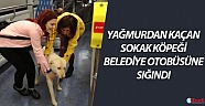 Yağmurdan kaçan sokak köpeği belediye otobüsüne sığındı (Videolu)