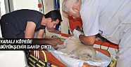 Yaralı köpeğe Büyükşehir sahip çıktı