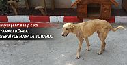 Yaralı köpek sevgiyle hayata tutundu