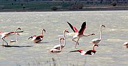 Yarışlı gölünde flamingo 