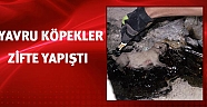 Yavru köpekler zifte yapıştı