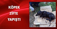 Zift içinde kalan köpek ölümden döndü