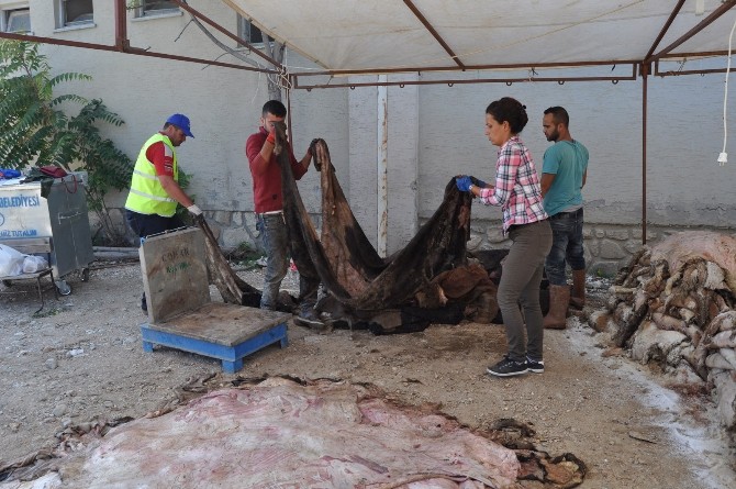 THK, 7 Bin Adet Küçükbaş, 2 Bin 500 Kilogram Büyükbaş Deri Topladı