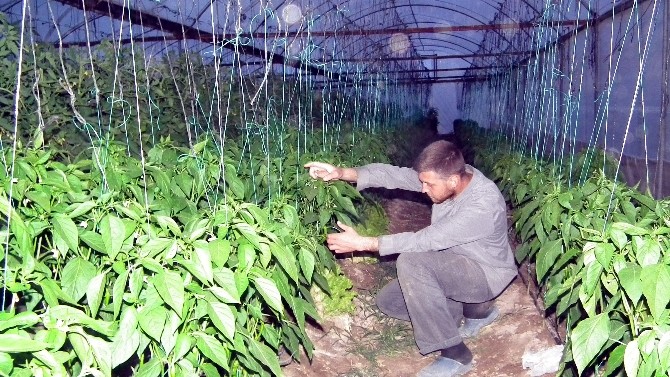Üniversiteli genç, ürettiğini kendi köyünde satıyor