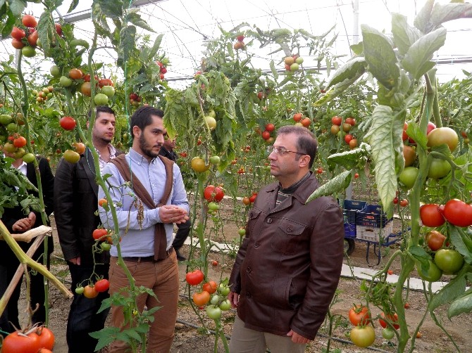 Vali Türker, seraları inceledi