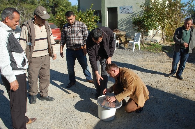 Yavru atmaca doğaya bırakıldı
