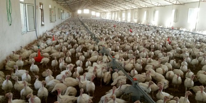 Yılbaşı için 70 bin hindi raflarda yerini aldı