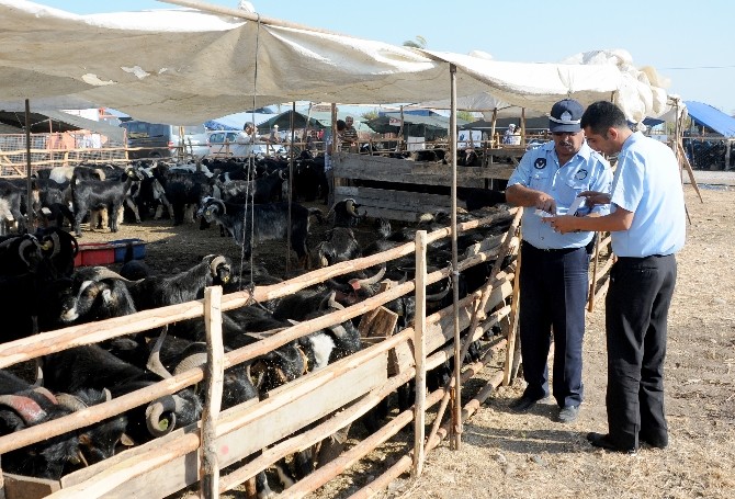 Zabıta Ekipleri kurbanlık hayvan pazarında denetim yaptı